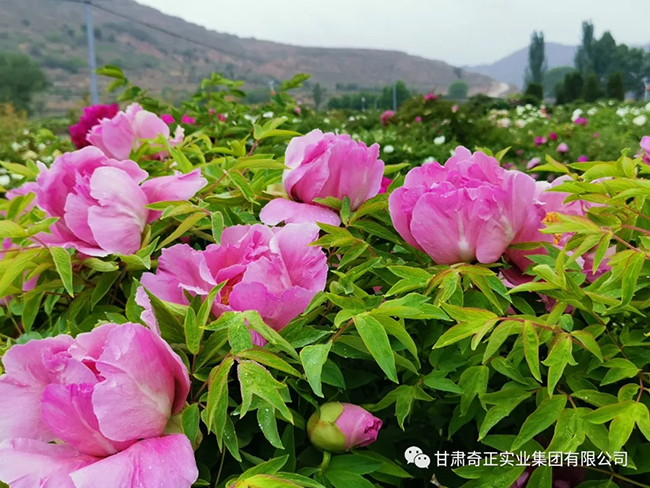 PG电子·(中国)游戏官方网站